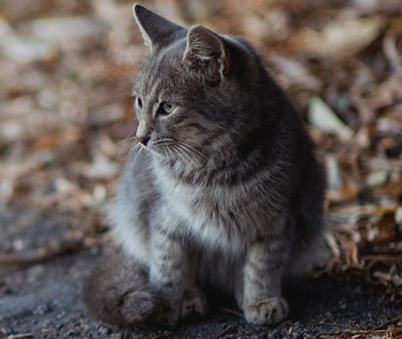 En novembre 2020 : Action puces électronique pour votre chat