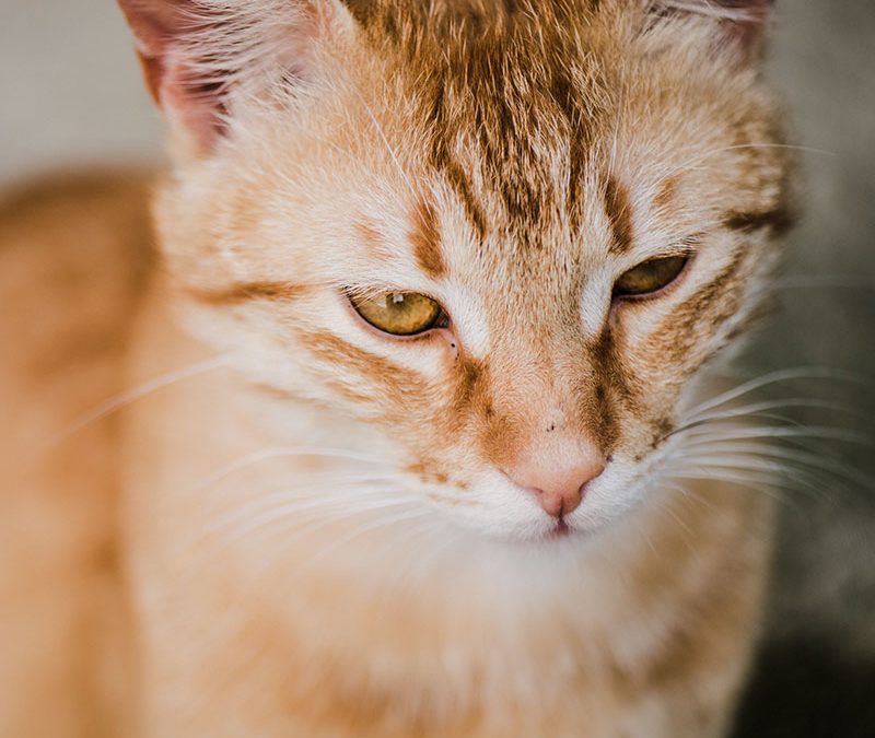 Qui dit mois de Mars dit prévention contre les tiques pour les chiens et les chats