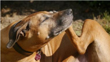 Les allergies saisonnières : être attentif à son animal