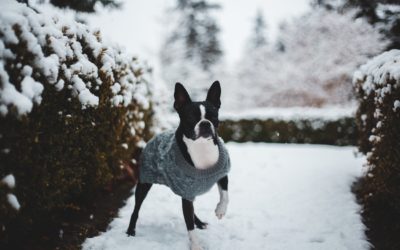 Les animaux de compagnie et la neige
